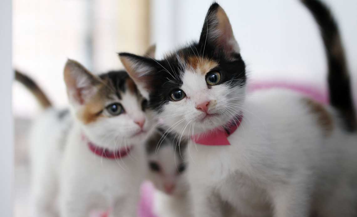 blog-kittens-are-coming-2022.jpg